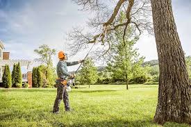 Why Choose Our Tree Removal Services in South Ogden, UT?